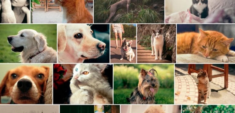 Any Paws Pet Care Any Paws Pet Care