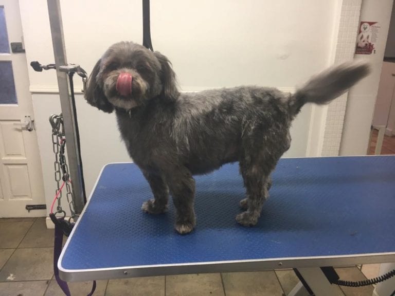 Dog Grooming