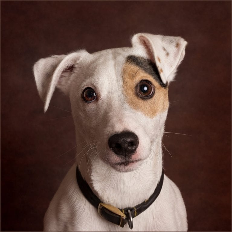 Jack Russell Terrier dog portrait Jack Russell Terrier dog portrait