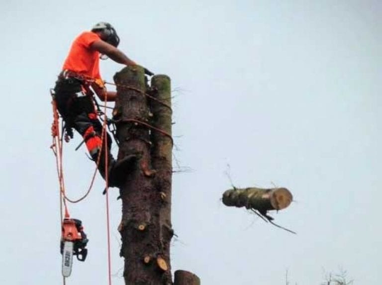 Kev Reid Tree Works Kev Reid Tree Works