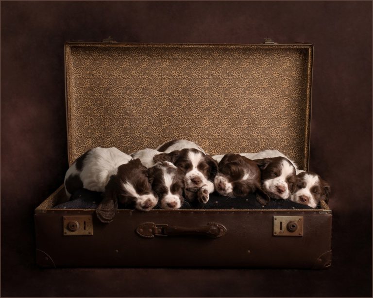 Puppy Litter Photo Shoot Puppy Litter Photo Shoot