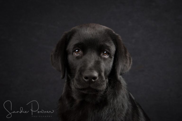 Puppy portrait photography Puppy portrait photography