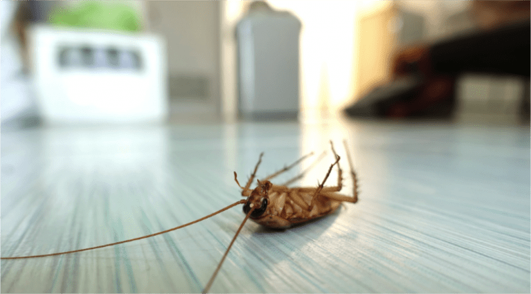 InsectSplash 768x425