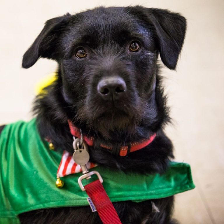 81486173 1336098436561190 713932068353998848 o 768x768