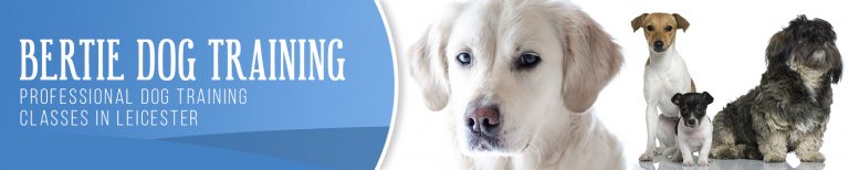 Bertie Banner 1 768x154