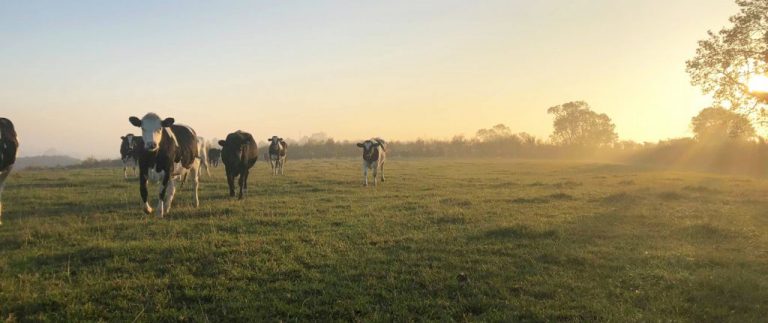 57446490 288749065391044 4518145311507480576 n 768x323