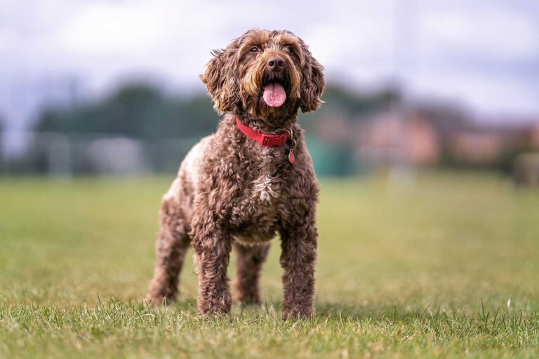 dogwalkingservice 768x512