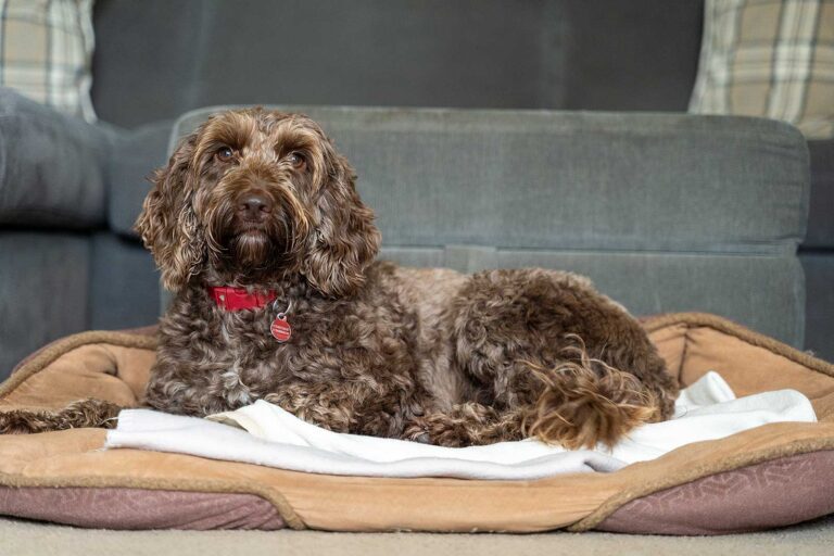 luxurydogboarding 768x512