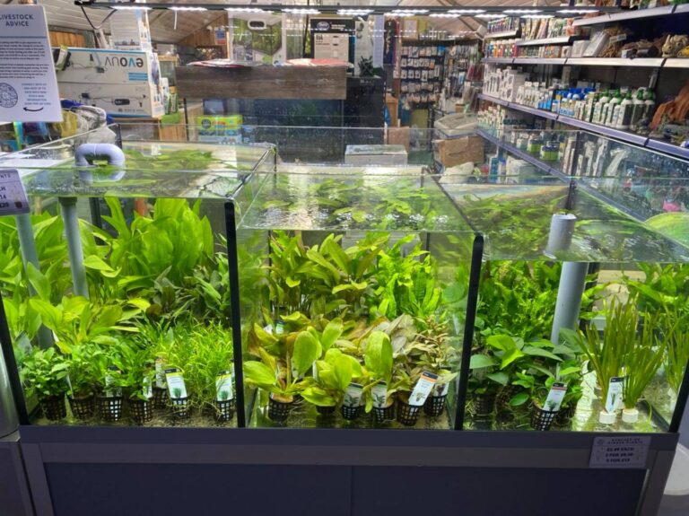 242369255 333361945197288 7296757772100469312 n 768x575