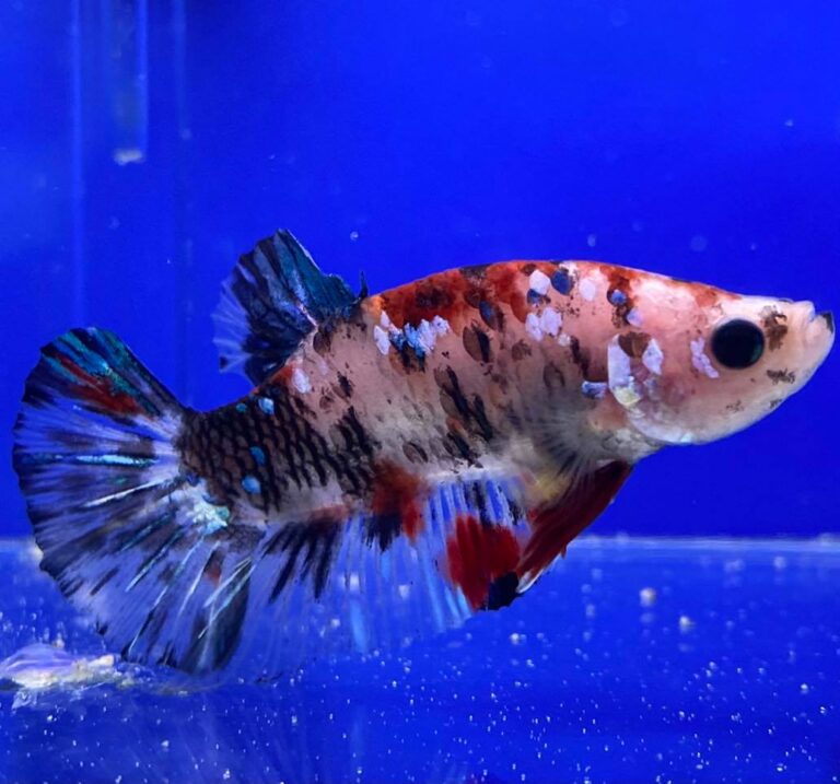 243578976 340542171145932 2501687425371779372 n 768x717