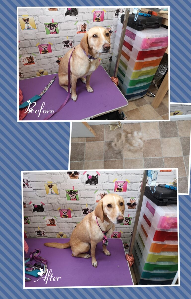 122839584 795777247924921 9103165062311797382 n 768x1204