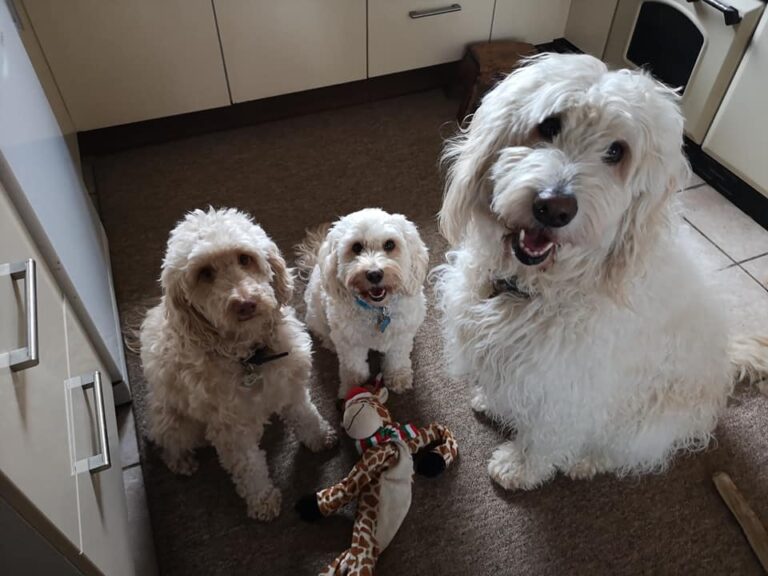 74607776 539212696914712 6136823729801396224 n 768x576