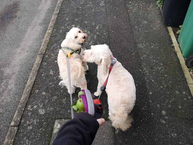 82176236 595853714583943 1807037640738865152 n 768x576