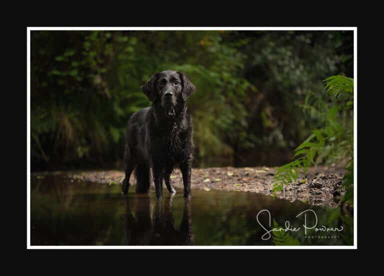 SPP 9483 copy 2 768x552