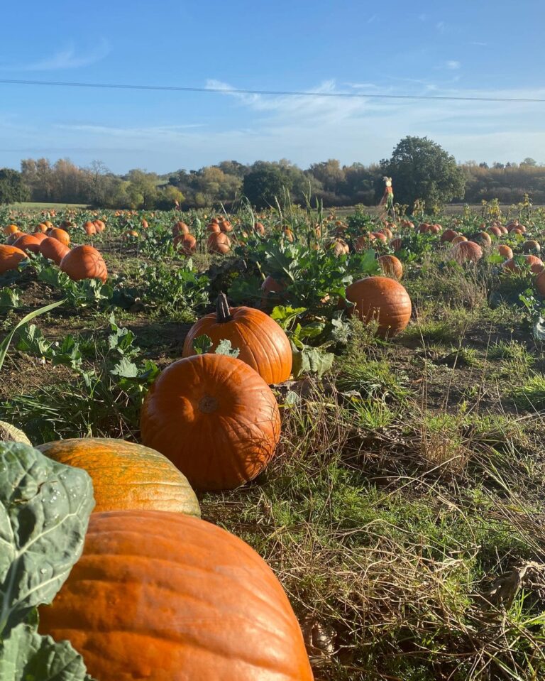 370042493 1095119154978921 6537397092290409117 n 768x959