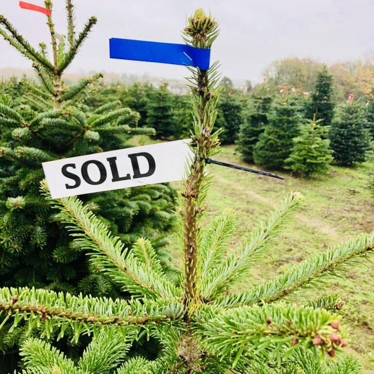 405757907 1126520705172099 6447973476995595962 n 768x768