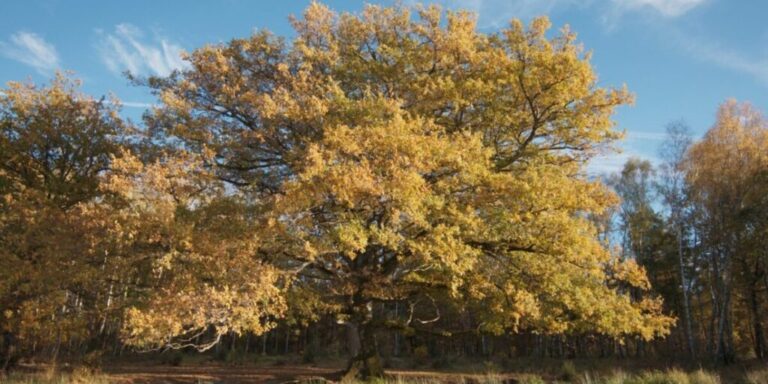 o e1728400331816 1024x512 1 768x384