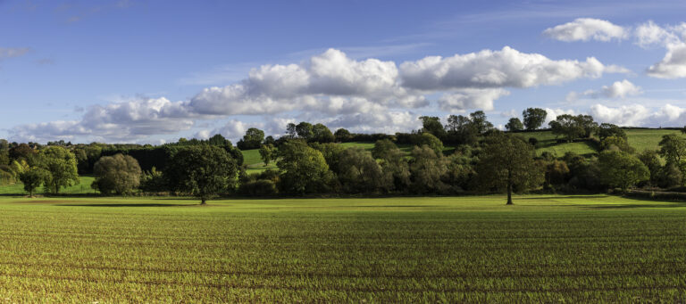 JKP4159 NewWheat 768x341