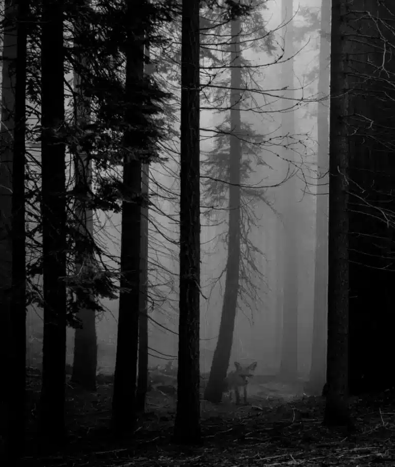 S02 Foxfinder No Text 866x1024 1 768x908