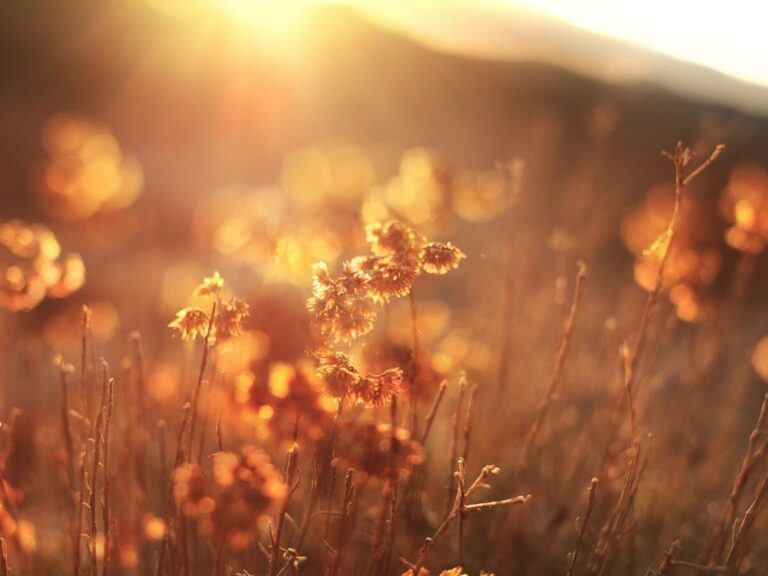 golden hour example  ScaleWidthWzIwMDBd 768x576